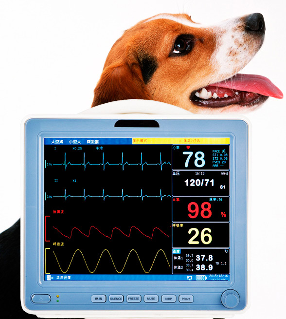 動物監(jiān)護儀